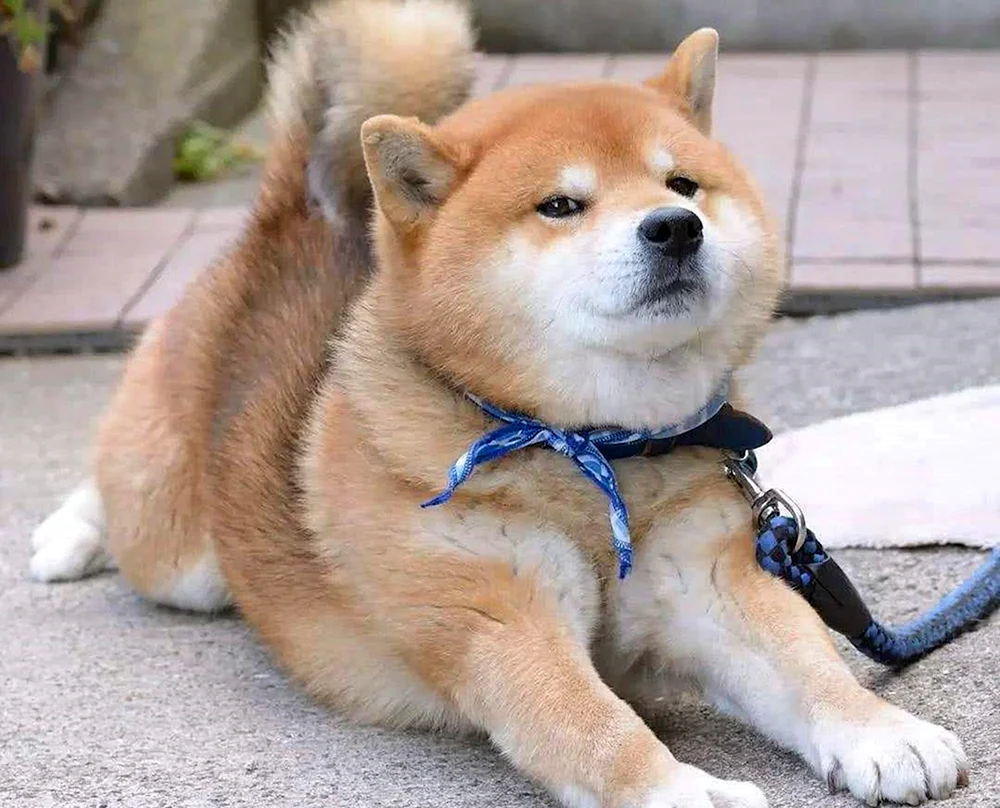 Shiba inu