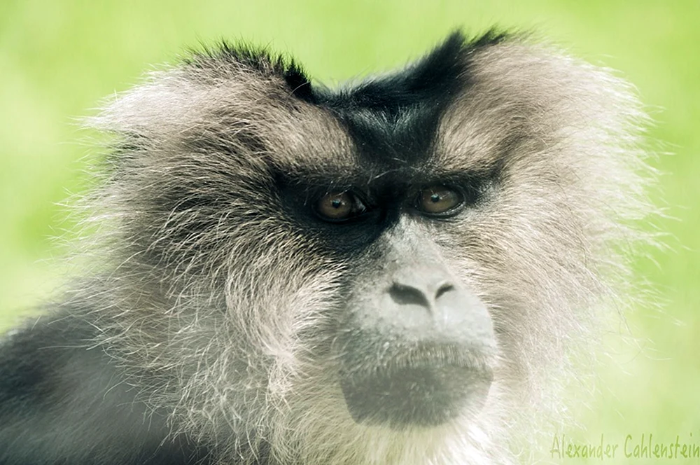 Affe nachdenklich