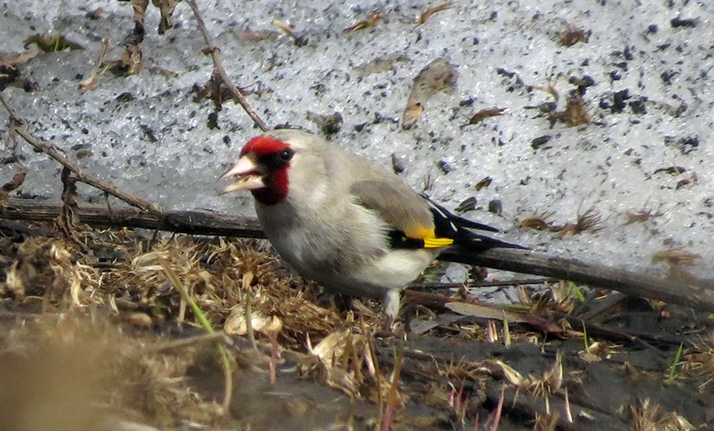Vögel des Altai-Gebirges