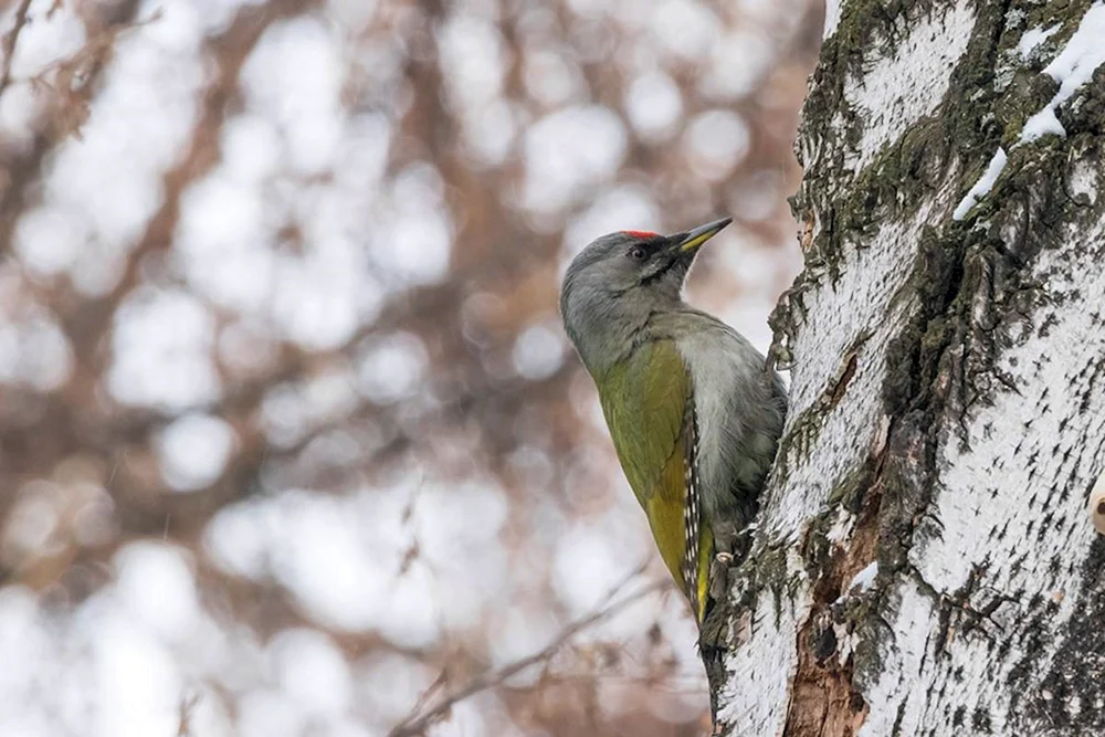 Seltene Vögel in Weißrussland
