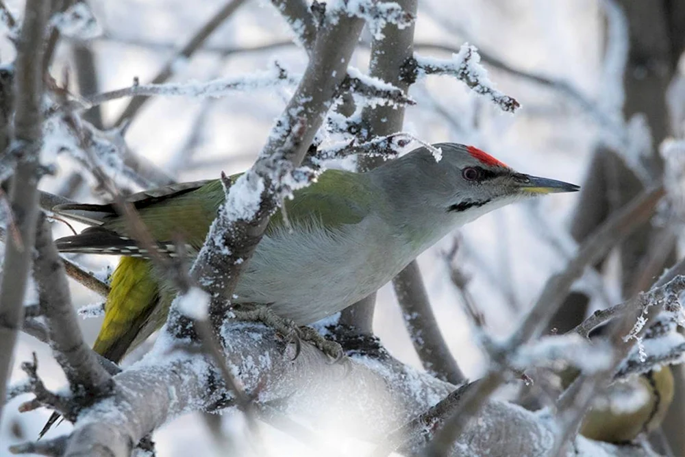 Vögel der Karelischen Landenge