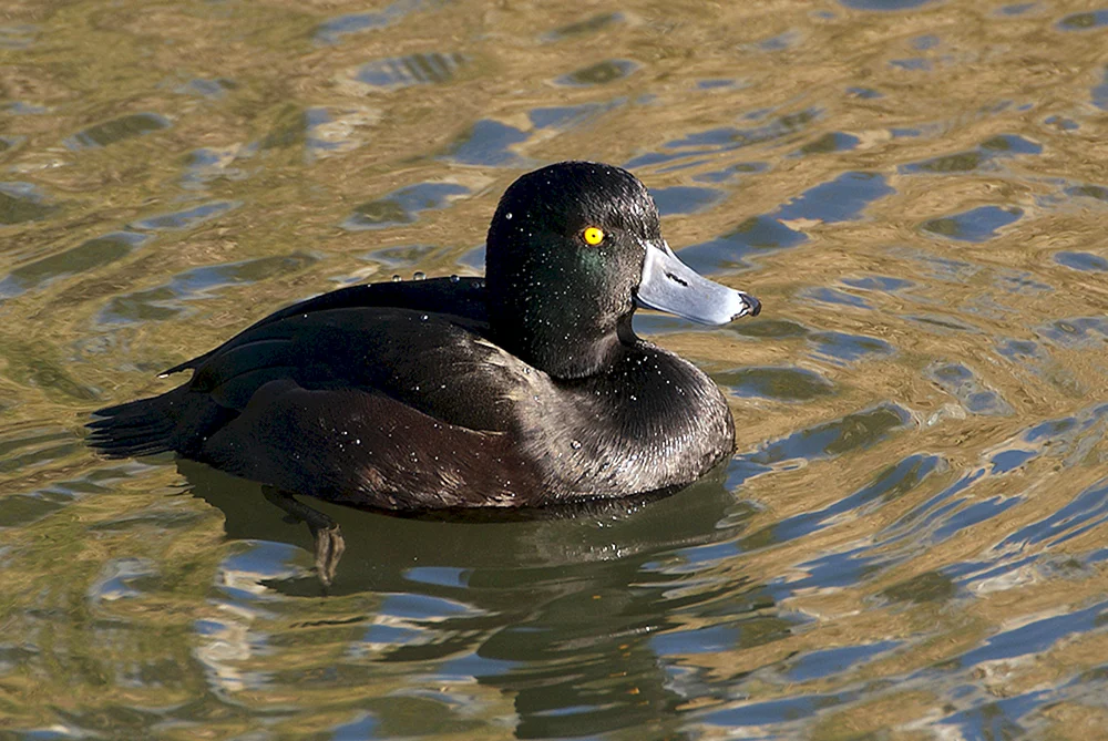 Schwarzes Fichtenhuhn