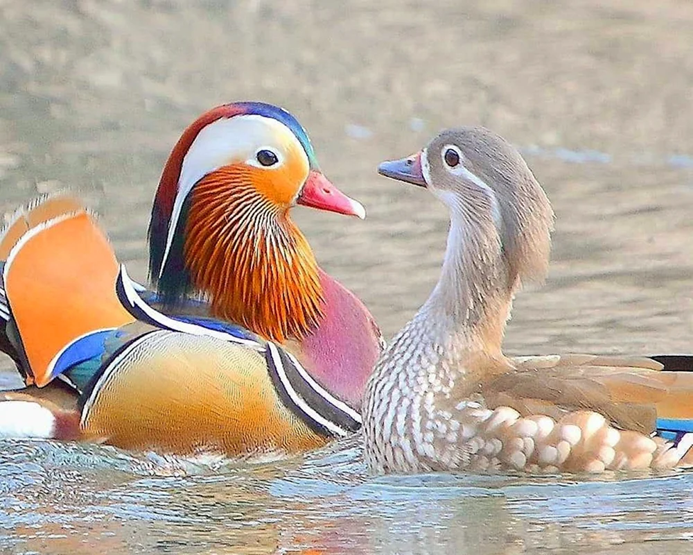 Mandarinentenvogel