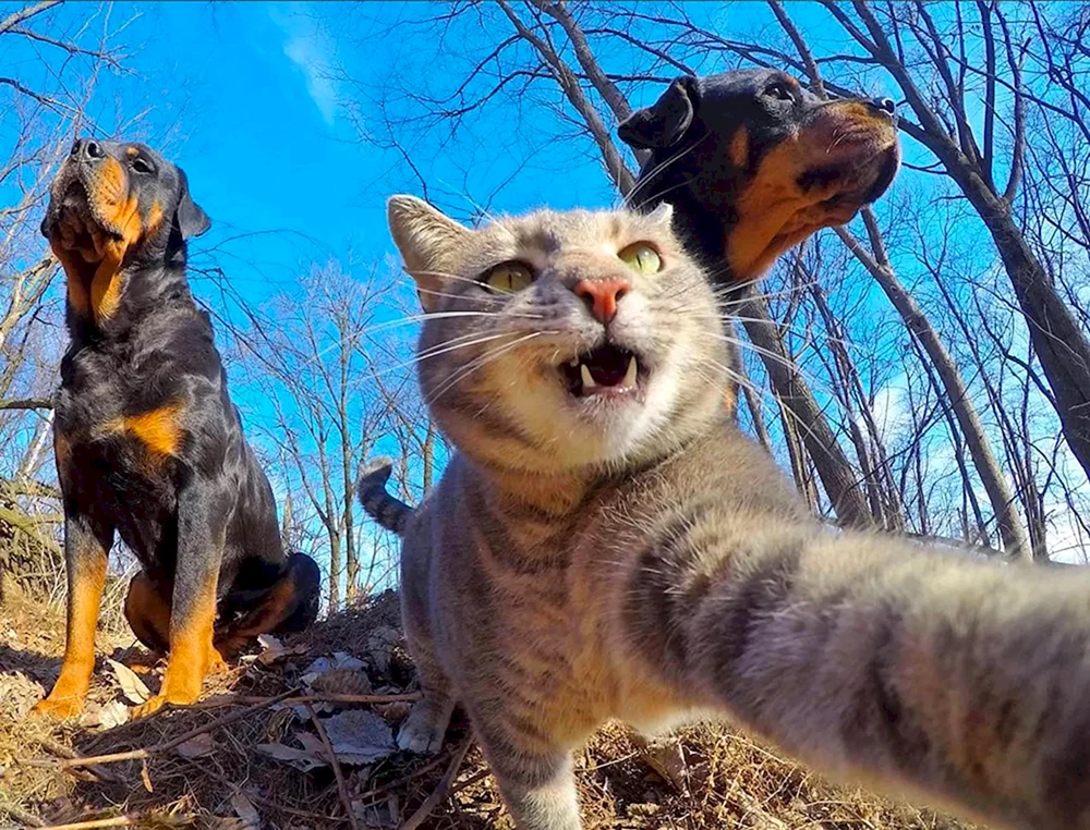 Katzen-Selfies Manny