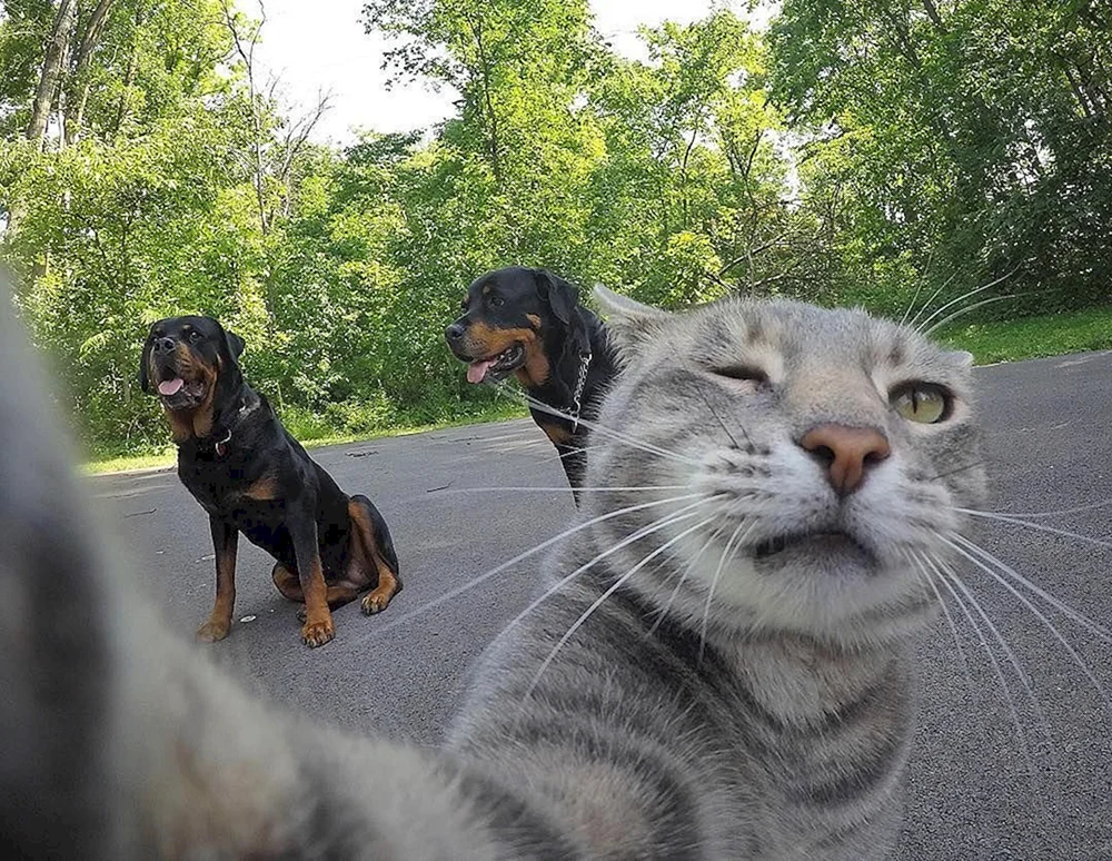 Katzen-Selfies im Flugzeug