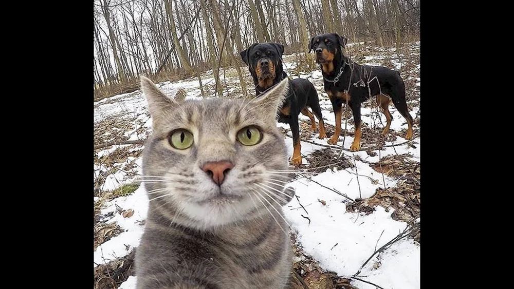 Katzen-Selfies