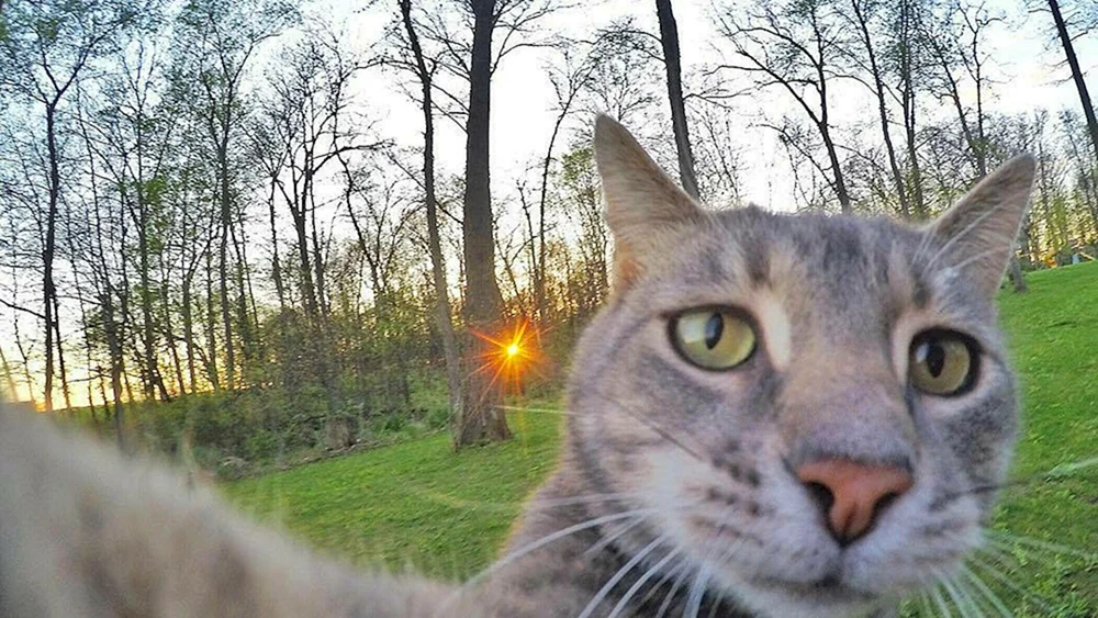 Katzen-Selfies Manny
