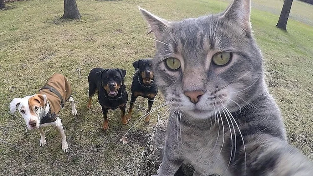 Katzen-Selfies Manny