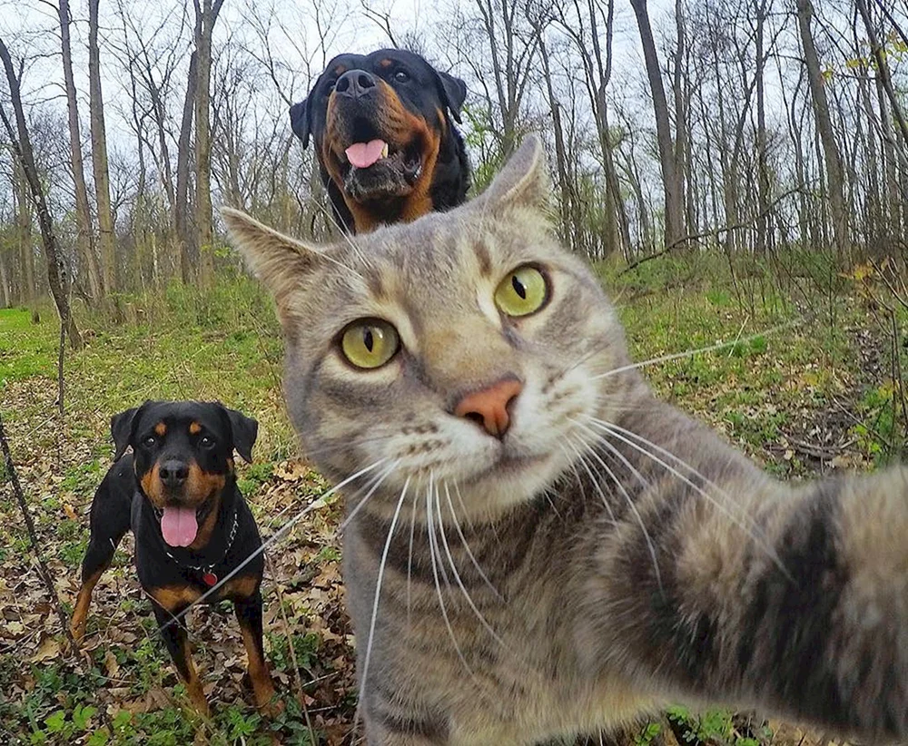 Katzen-Selfies Manny