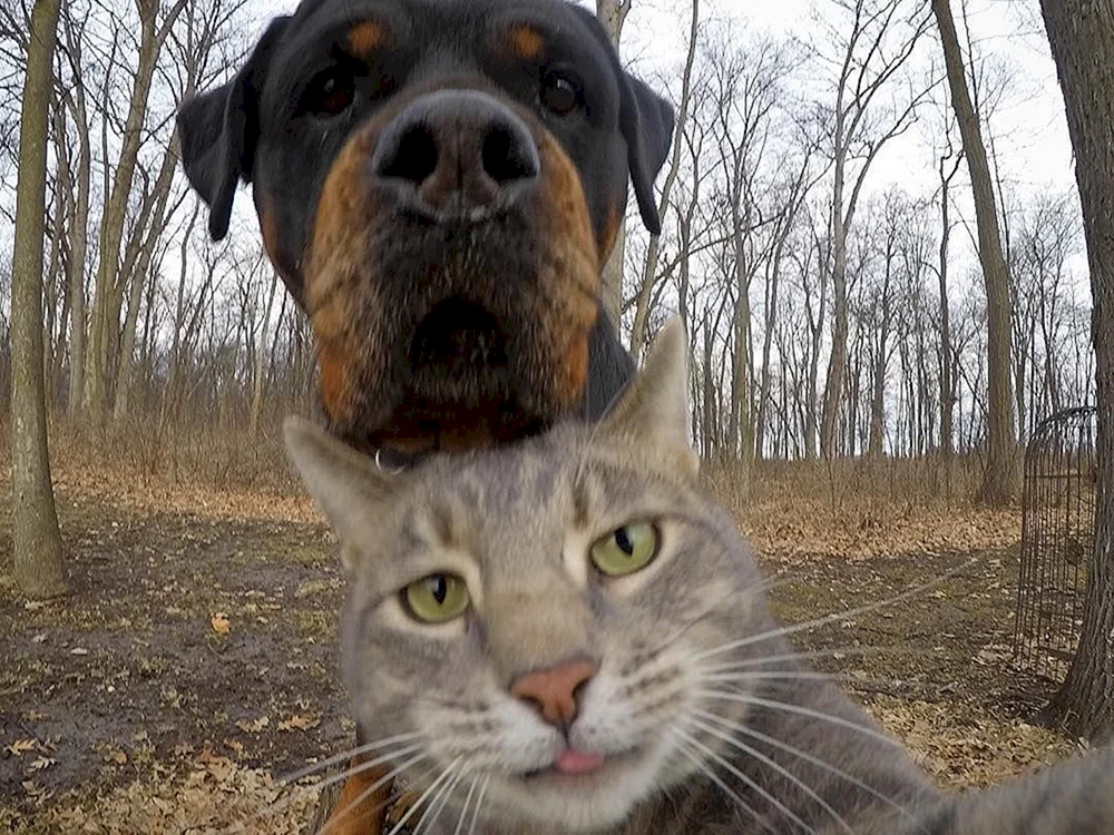 Katzen-Selfies Manny