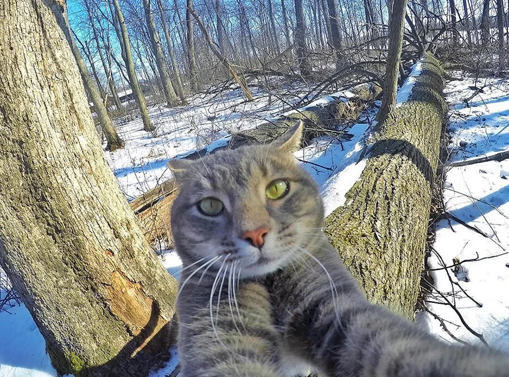 Katzen-Selfies Manny