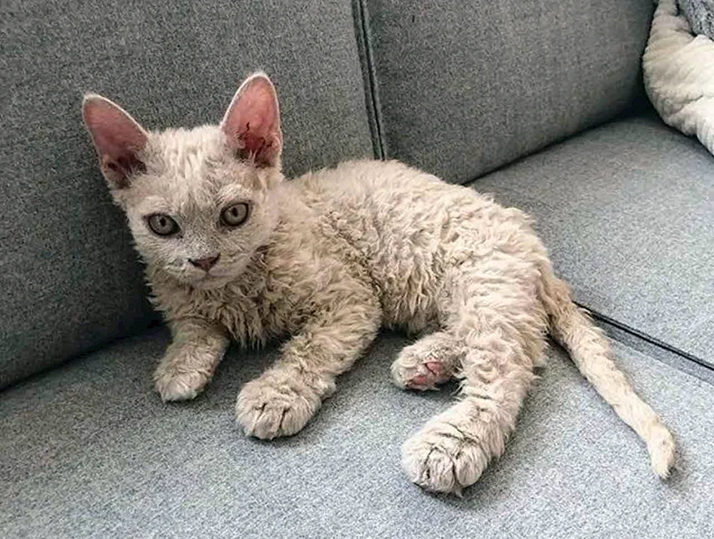 Sphynx Sphynxe hypoallergen