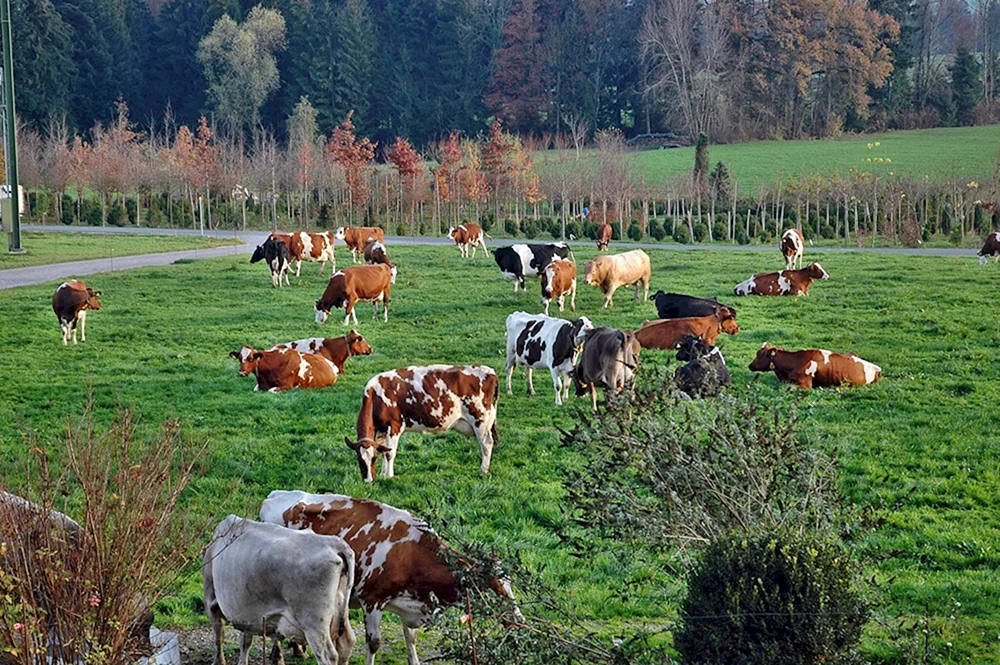 Landwirtschaft Italiens Rinderzucht