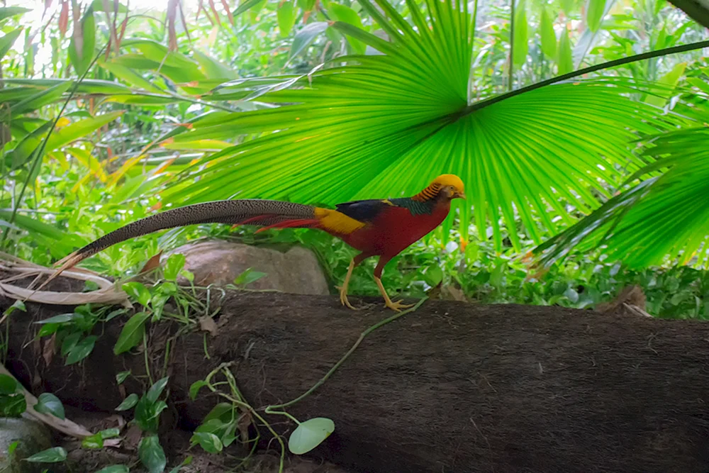Amazonien-Dschungelvogel