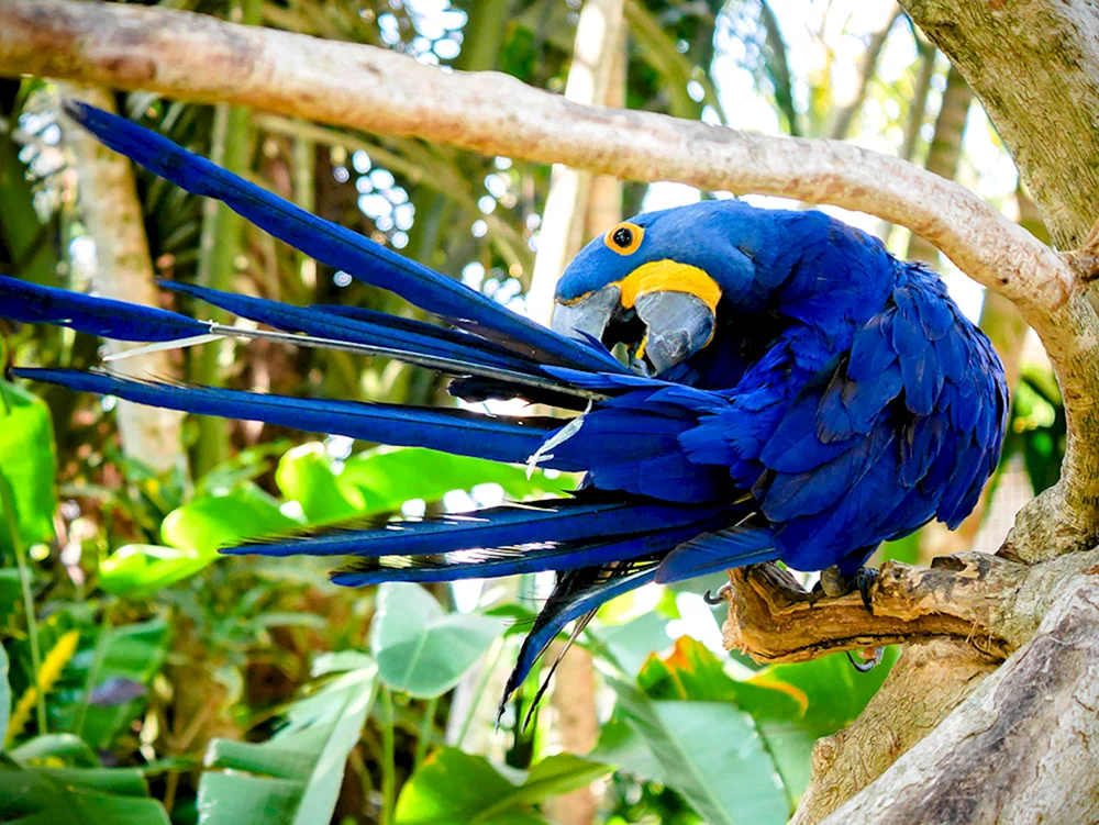 Paradiesvogel