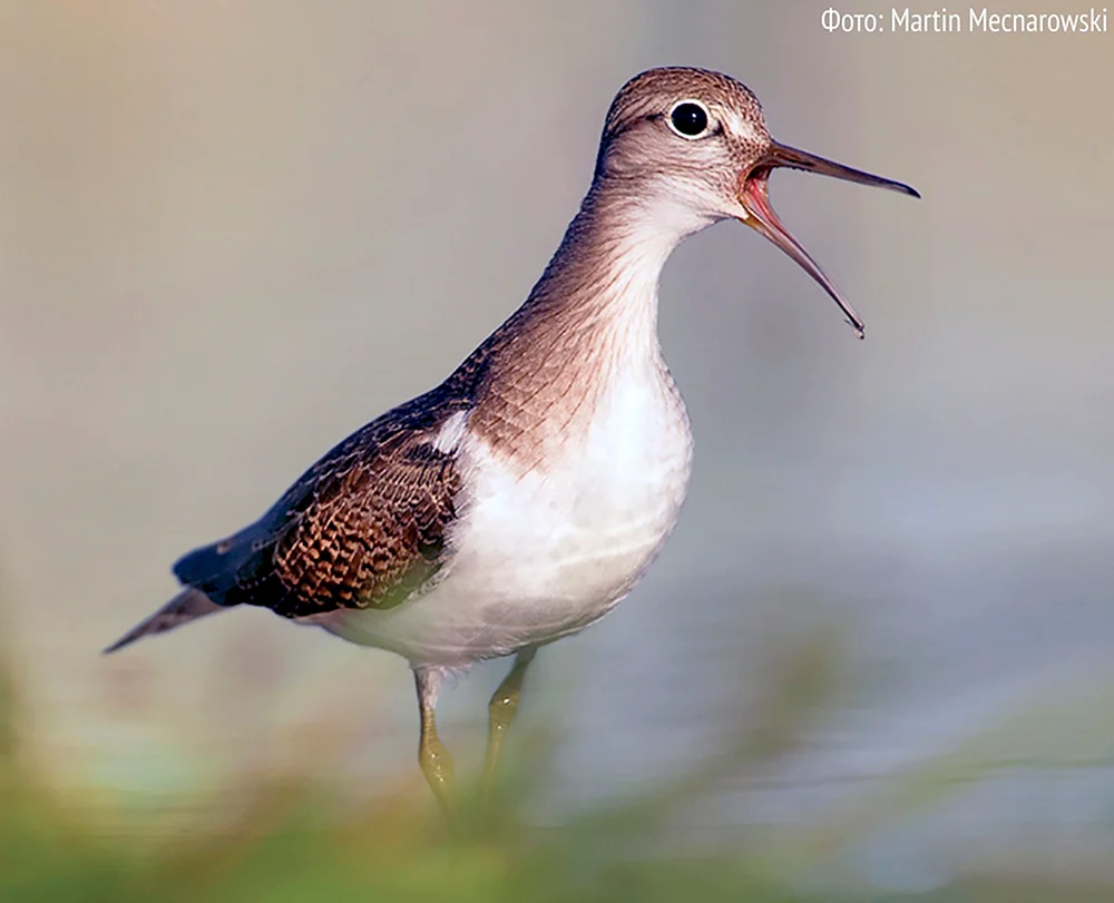 Sturmvögel des Leningrader Gebietes