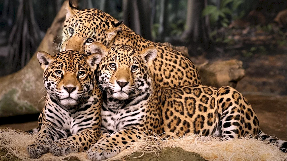 Gepunkteter Jaguar