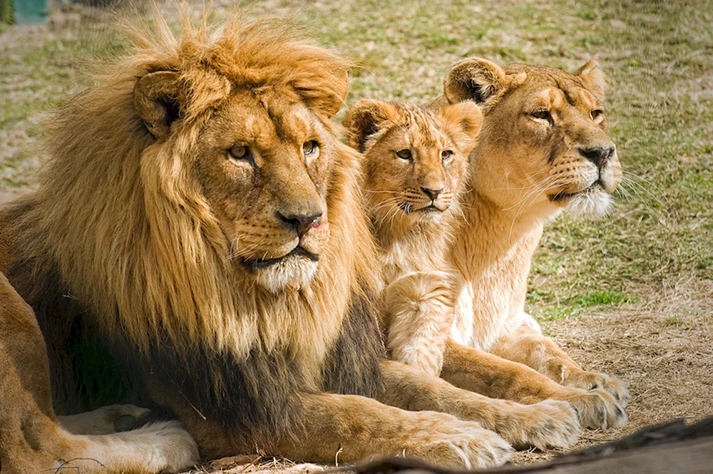 Löwenlöwin und Löwenjunges Familie
