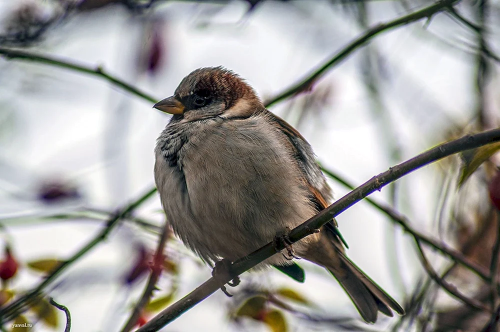 Vogel der Familie der Sperlingsvögel