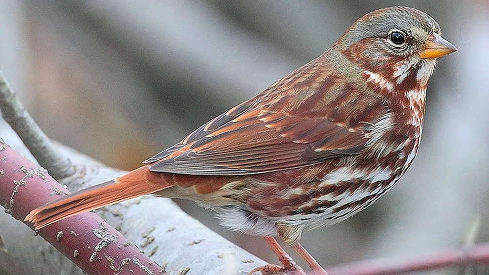 Familie der Sperlingsvögel