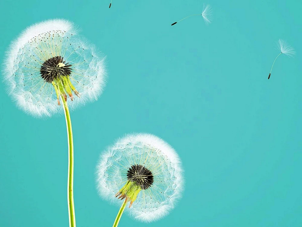 Samen Genshin Pusteblumen