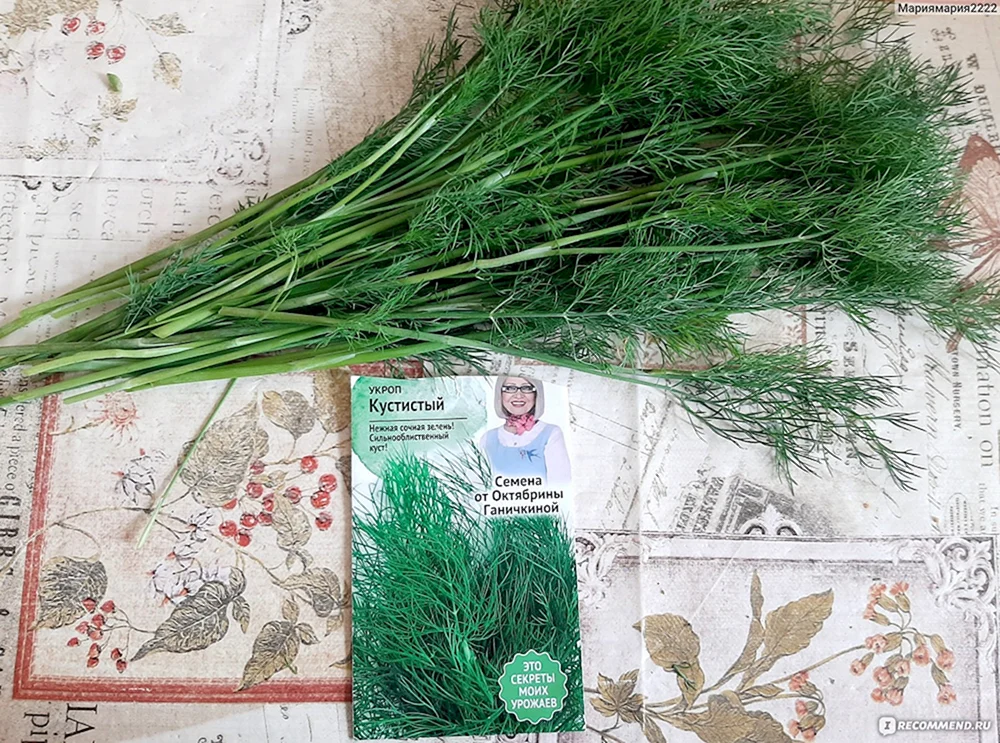 Semen. Dill buschig