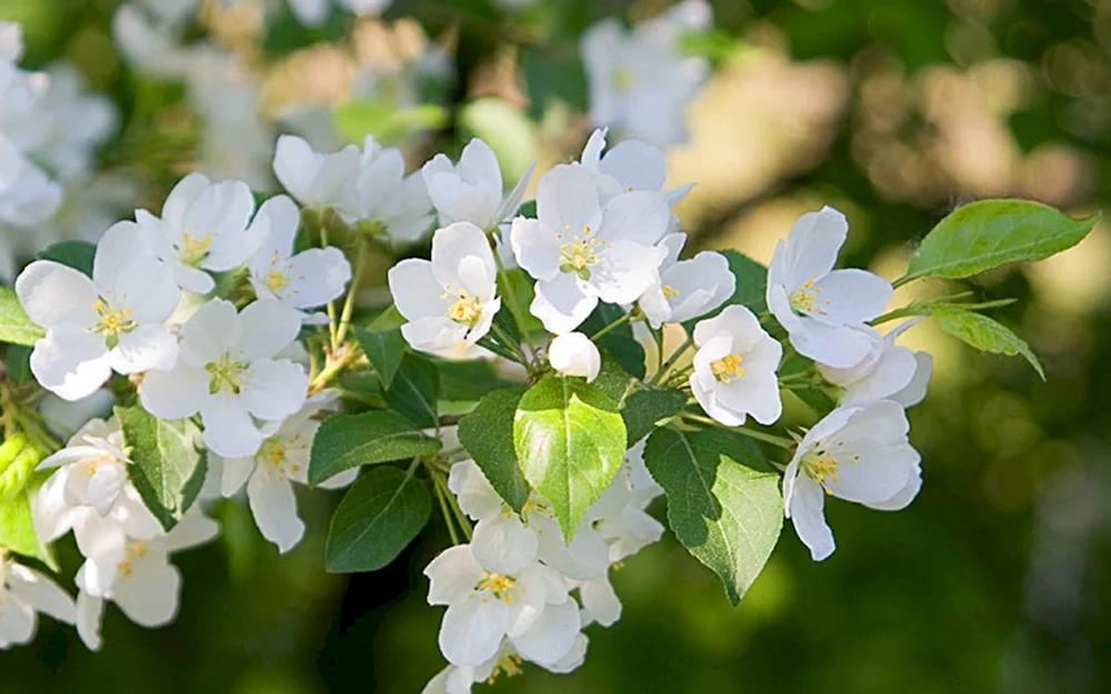 Apfelblüte Malus domestica