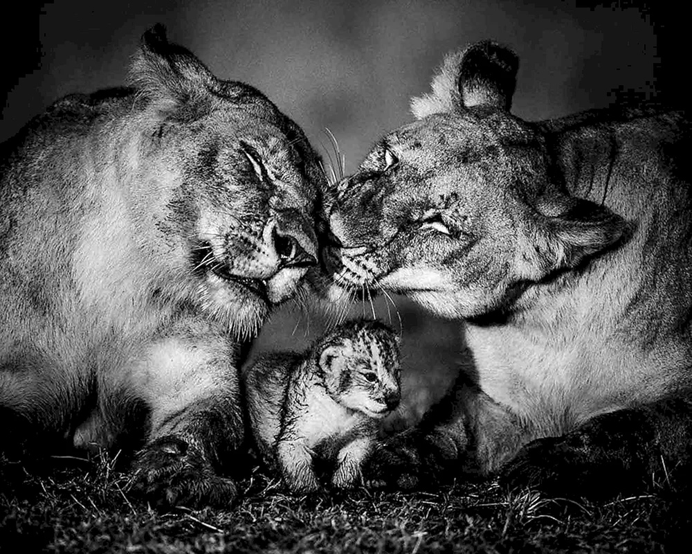Nick Brandt
