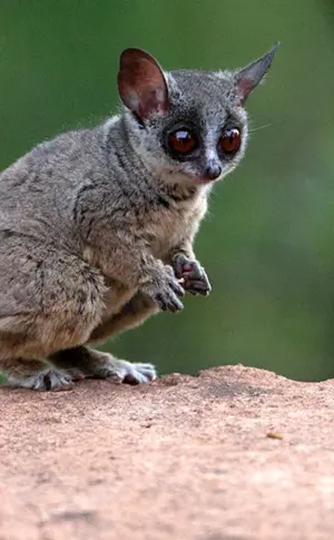 Senegal-Galago