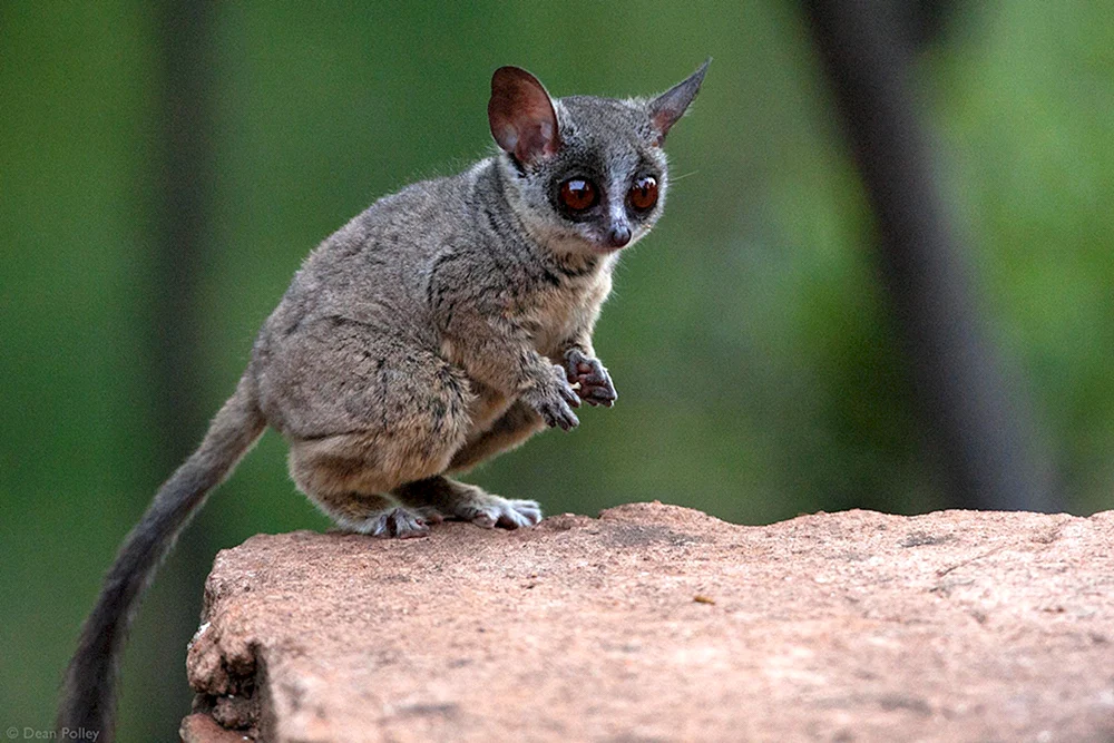 Senegal-Galago