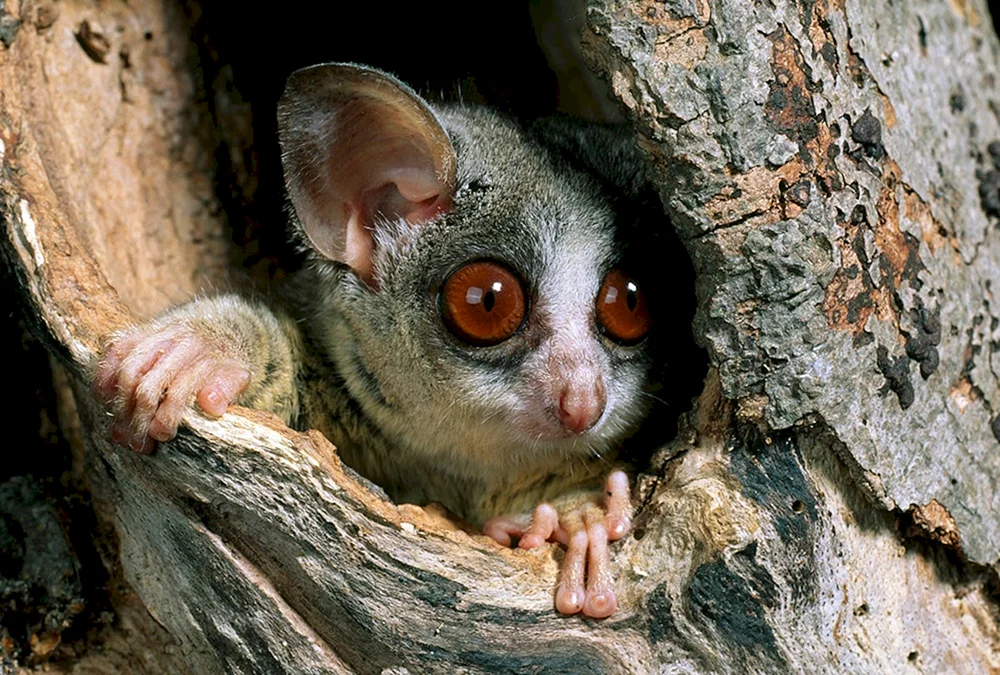Senegal-Galago. Galago