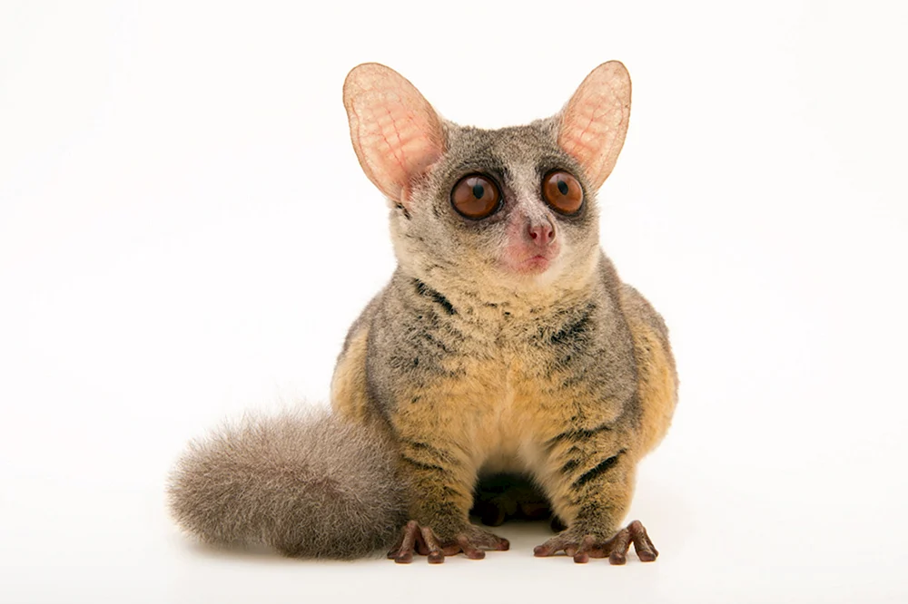 Senegal-Galago