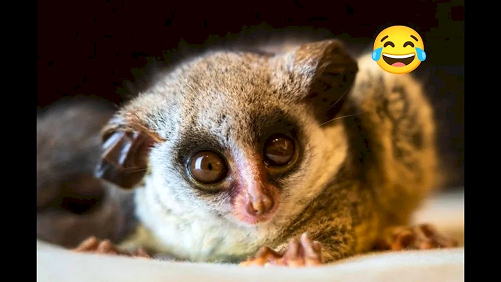 Senegal-Galago
