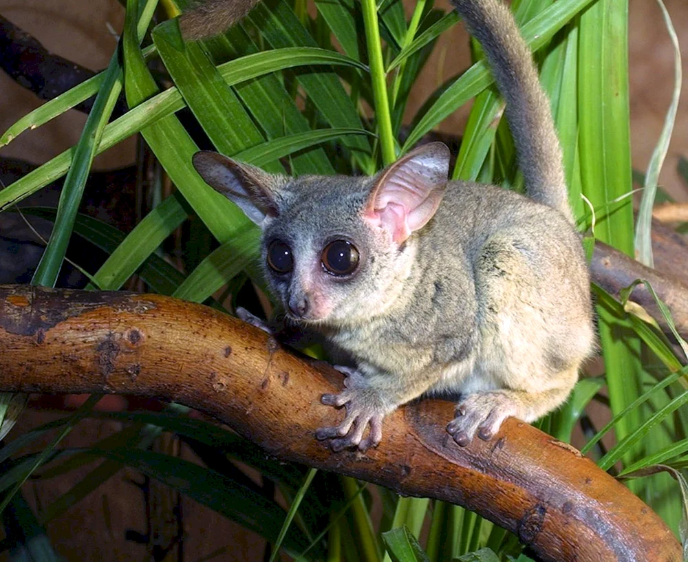 Senegal-Galago