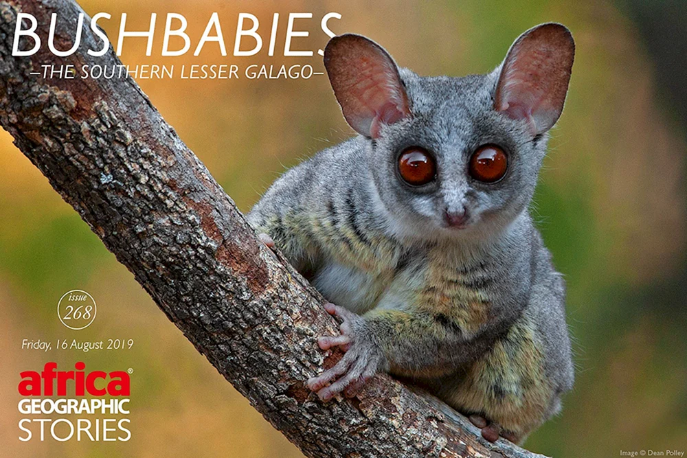 Senegal-Galago