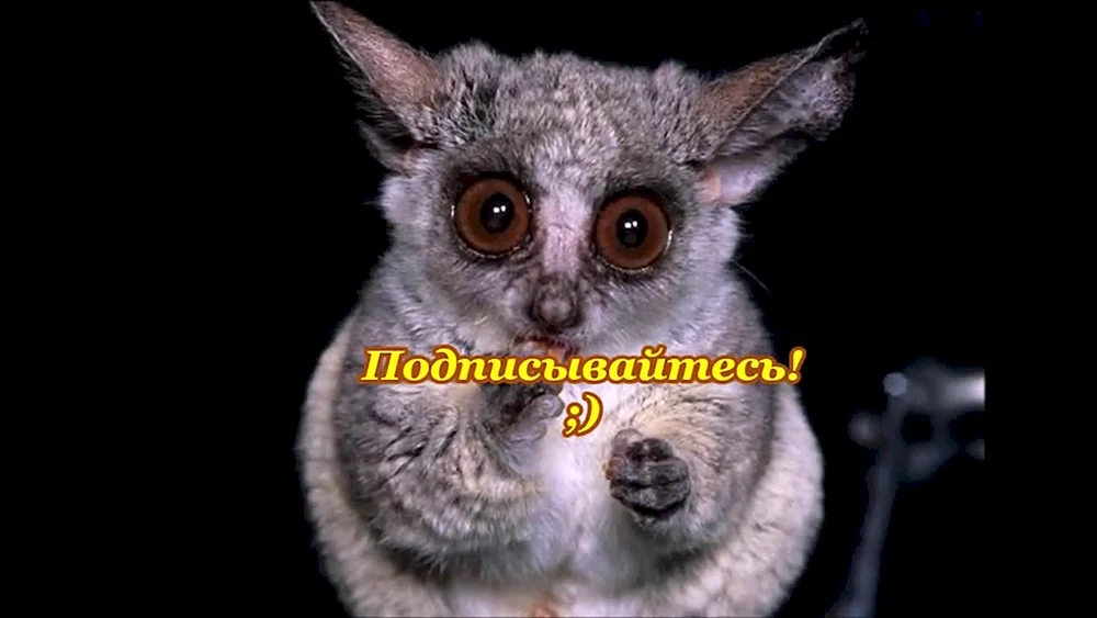 Senegal-Galago