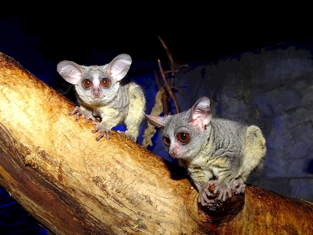Senegal-Galago