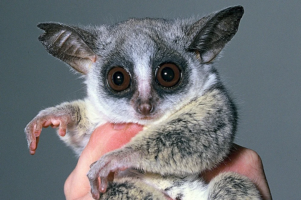 Senegal-Galago