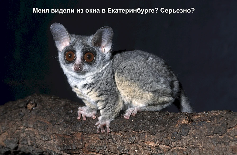 Senegal-Galago