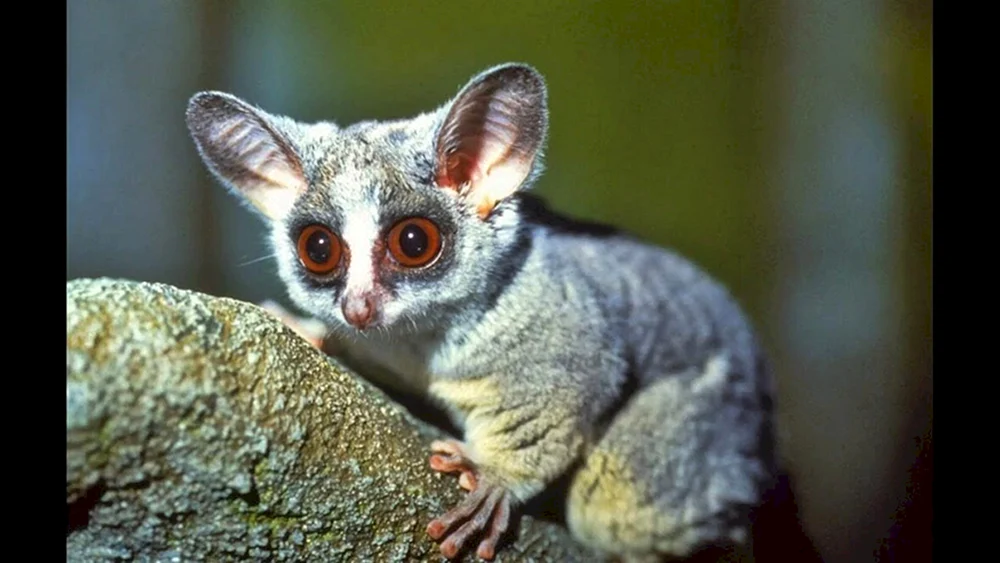Madagaskar-Zwerglemur
