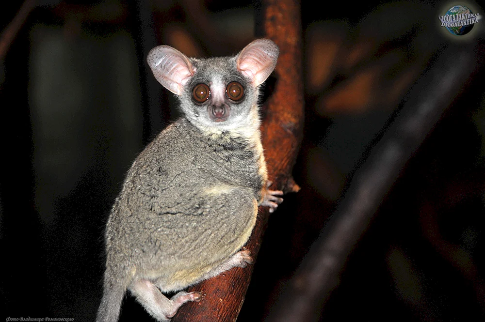 Senegal-Galago limur