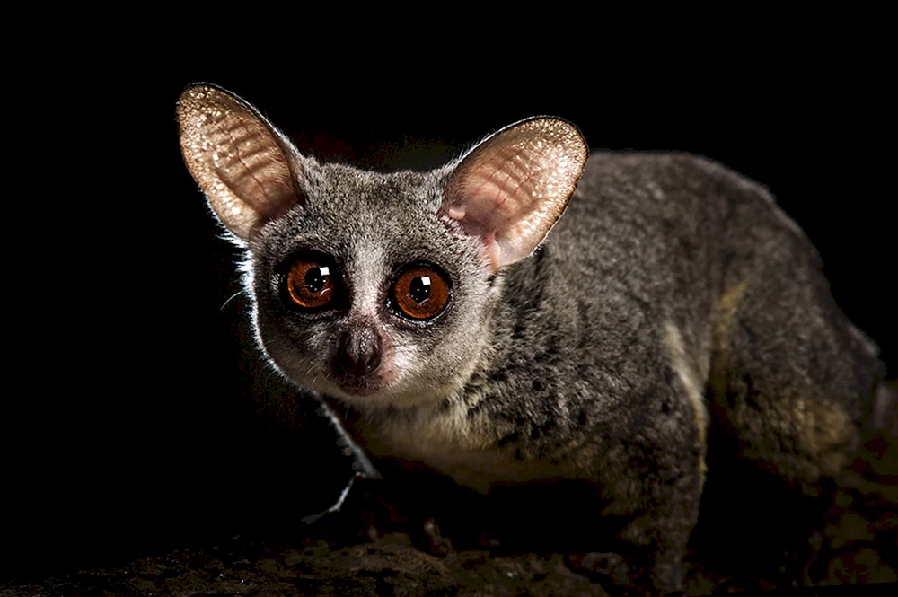 Senegal-Galago