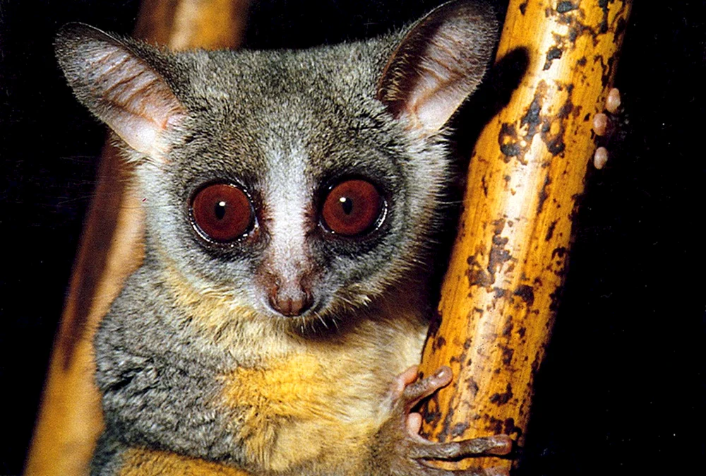Senegal-Galago