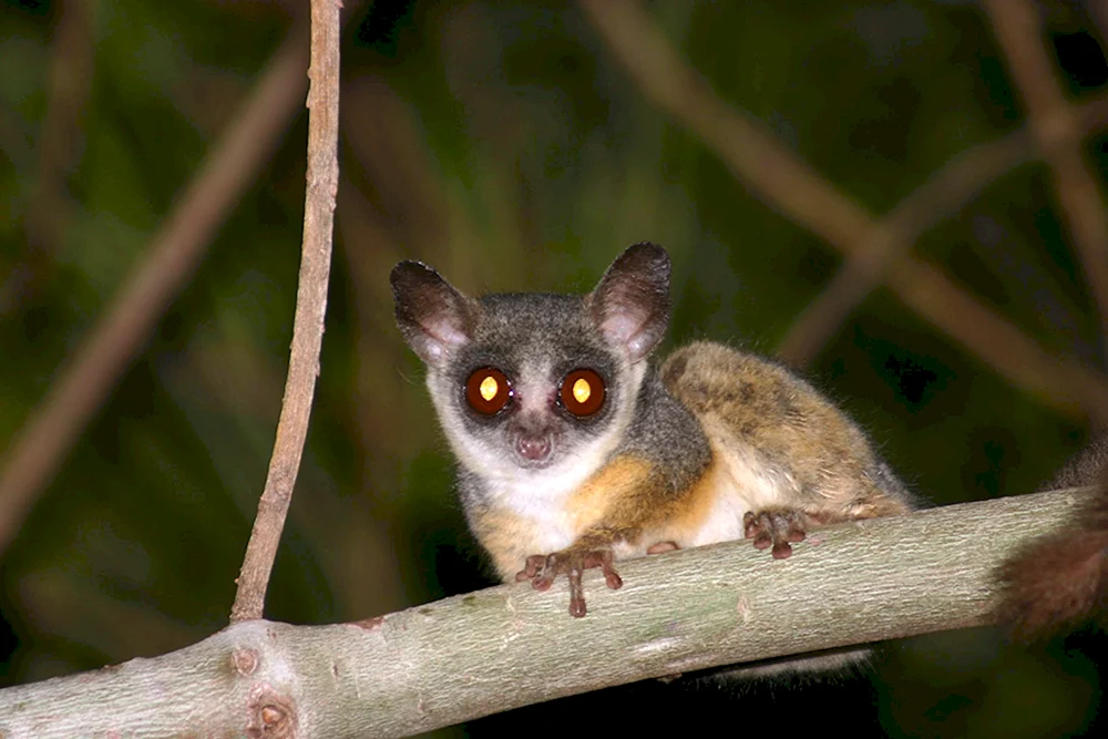 Senegal-Galago