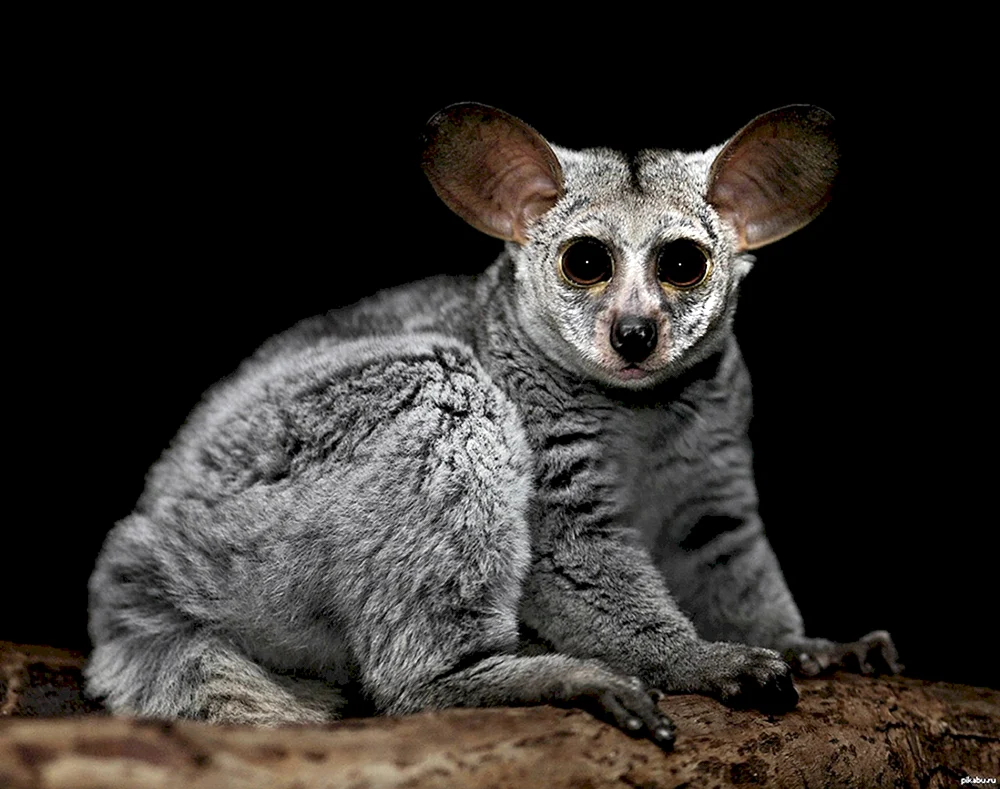 Senegal-Galago-Lemur
