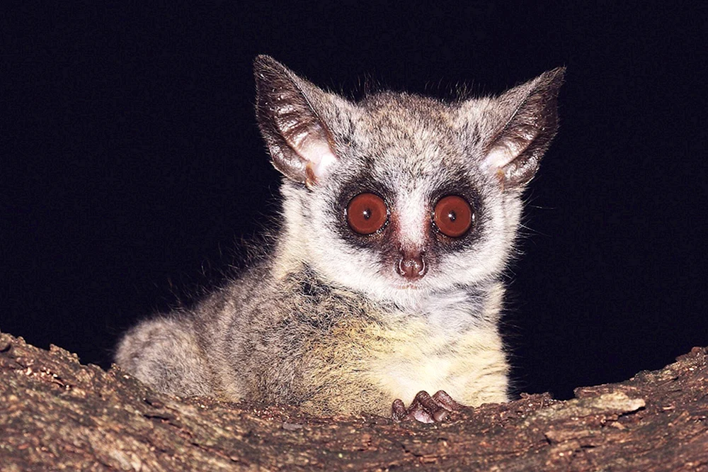Senegal-Galago-Lemur