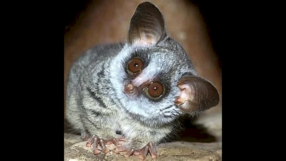 Senegal-Galago