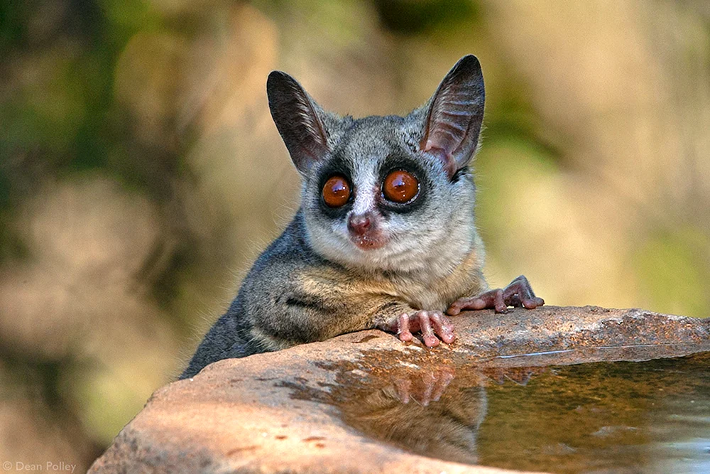 Senegal-Galago