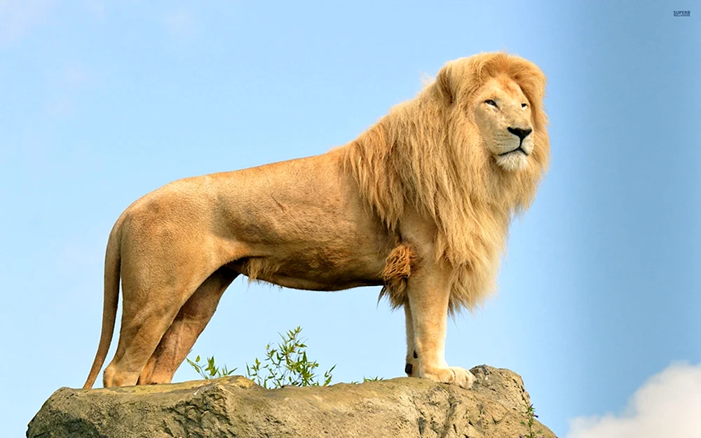 Löwe