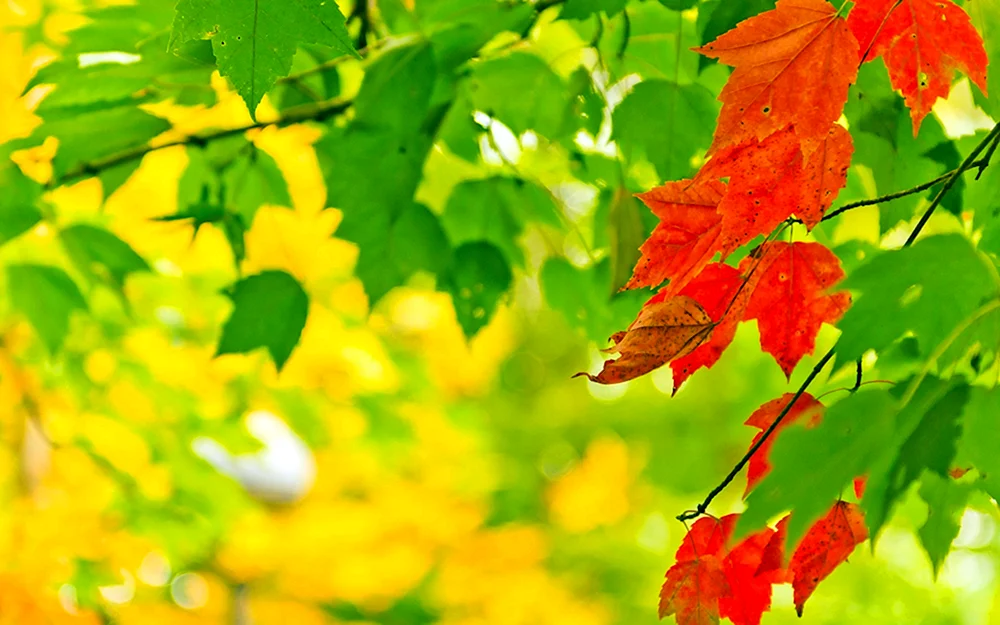 Schöner Herbst